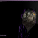 einwandfrei felidae